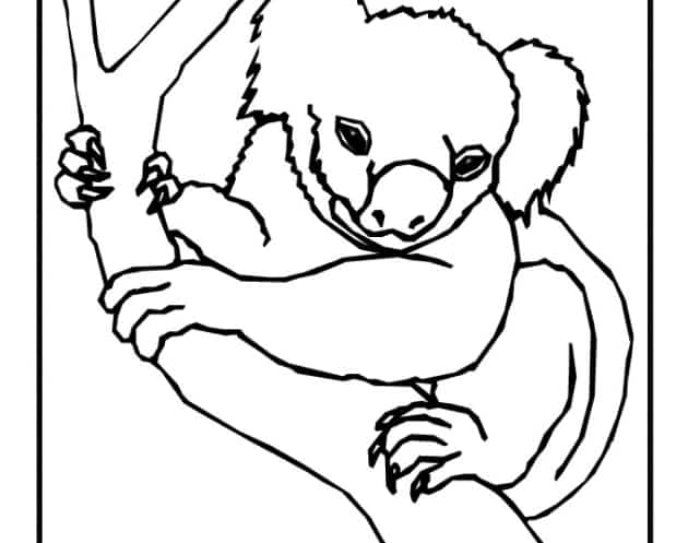 Koala ausmalbilder 19