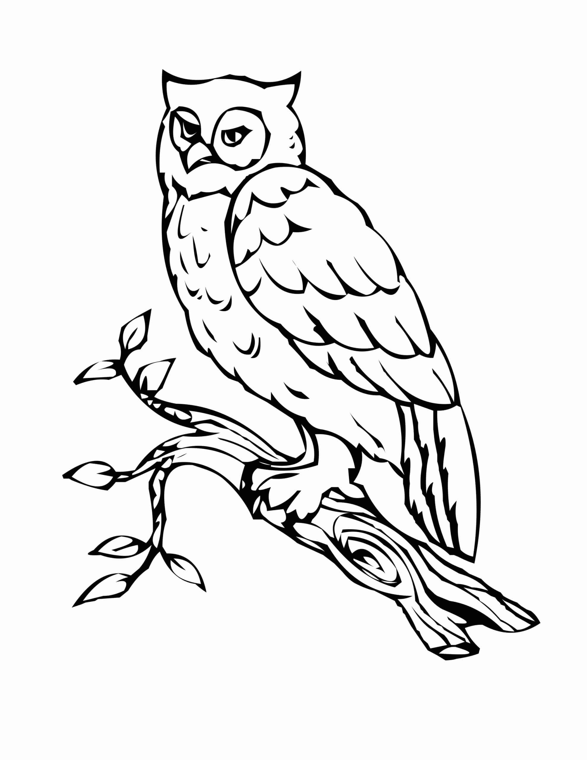 owls 11