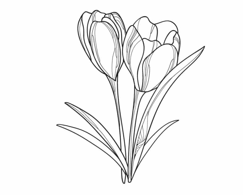 Krokusse ausmalbilder kostenlos drucken - Schöne und süße