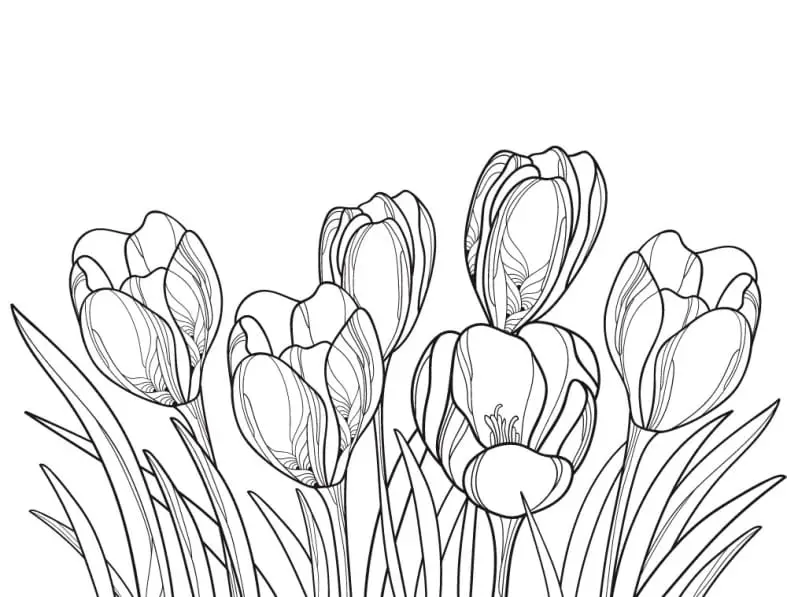 Krokusse ausmalbilder kostenlos drucken - Schöne und süße