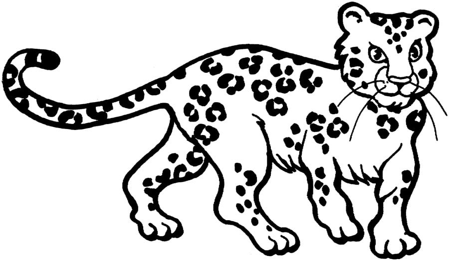 Leopard 02