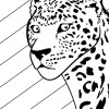 Leopard 03