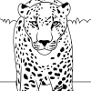 Leopard 05