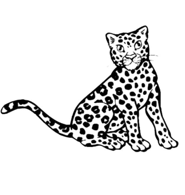 Leopard 07