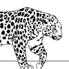 Leopard 19