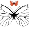 Schmetterling 03