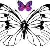 Schmetterling 06