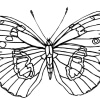 Schmetterling 18
