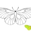 Schmetterling 21