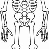 Skelett 03