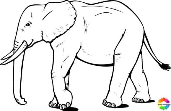 Elefant 09