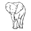 Elefant 10