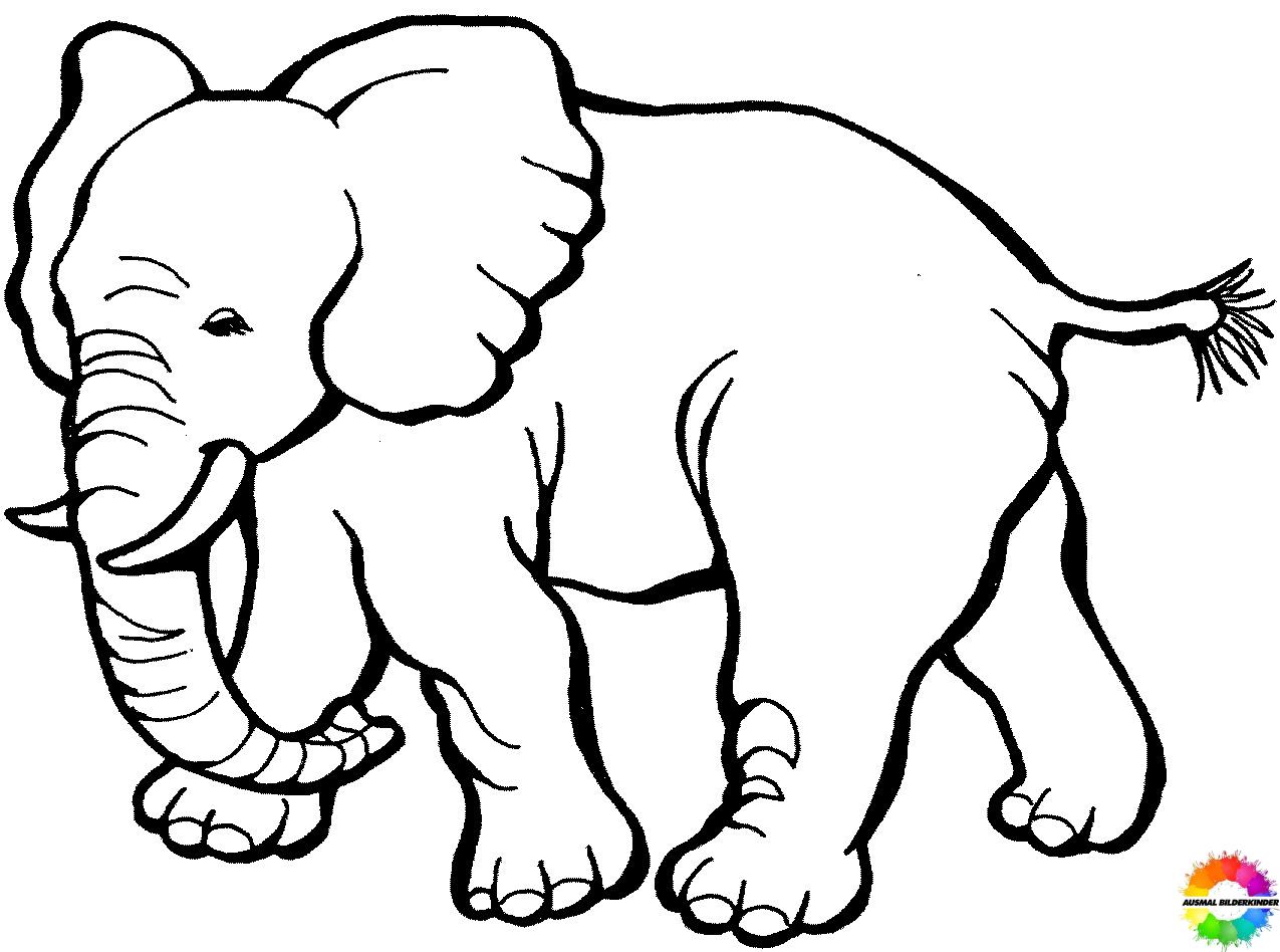Elefant 15