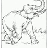 Elefant 16