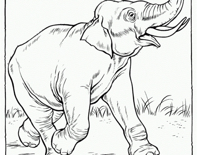 ausmalbilderkinder.de – Ausmalbilder Elefant 16