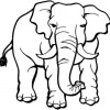 Elefant 19