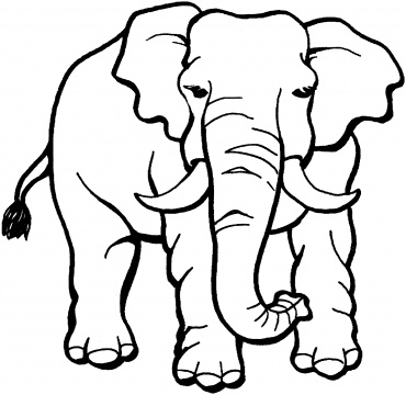 Elefant 19
