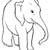 Elefant 24