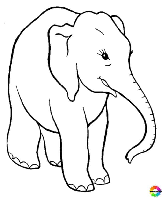 Elefant 24