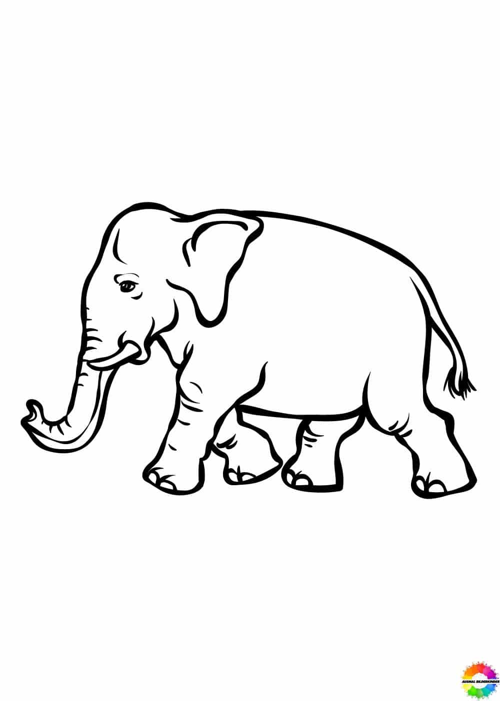 Elefant 26