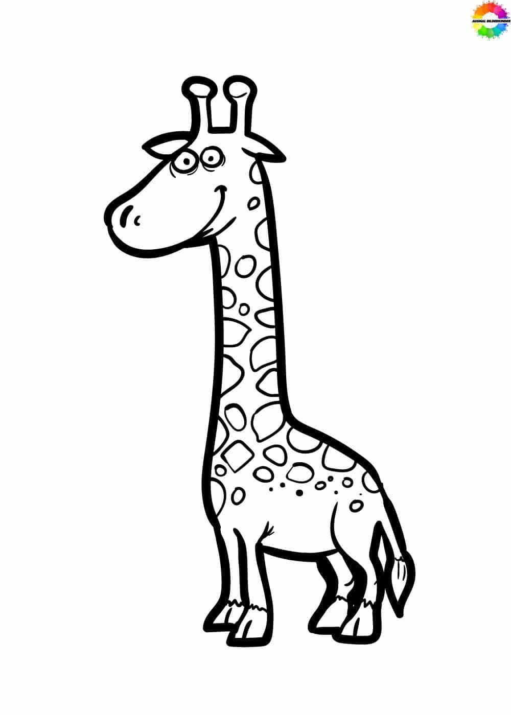 Giraffe 16