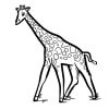 Giraffe 21