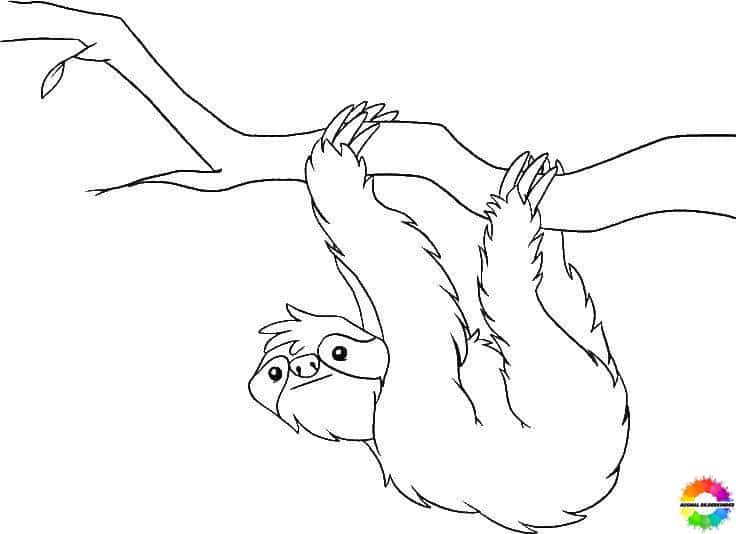 Sloth 21