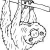 Sloth 39