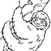 Sloth 40