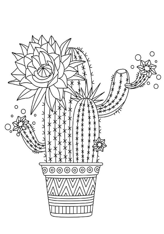 Kaktus 03