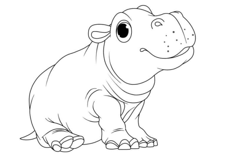 ausmalbilder nilpferd