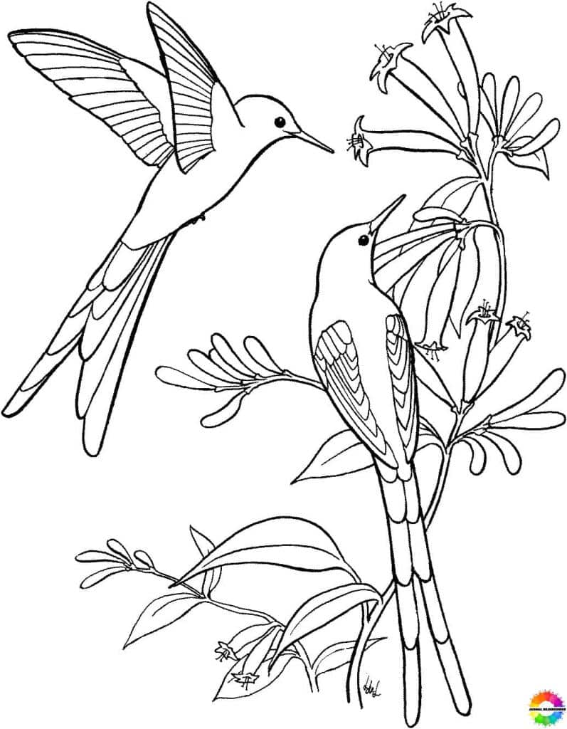 Bird coloring pages for kids to download - All free