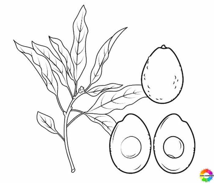Avocado 40