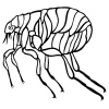 Insekten 16