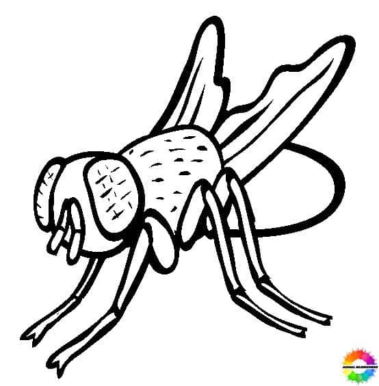Insekten-Ausmalbilder-ausmalbilderkinder-de-19