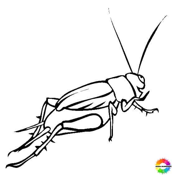 Insekten-Ausmalbilder-ausmalbilderkinder-de-2