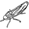 Insekten 21