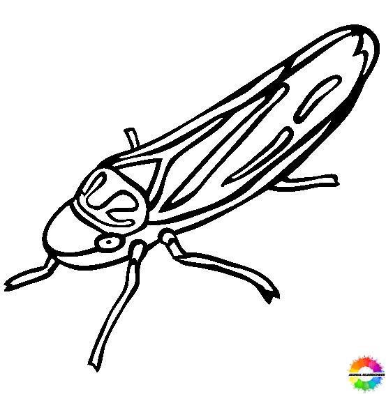 Insekten-Ausmalbilder-ausmalbilderkinder-de-21