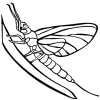 Insekten 22