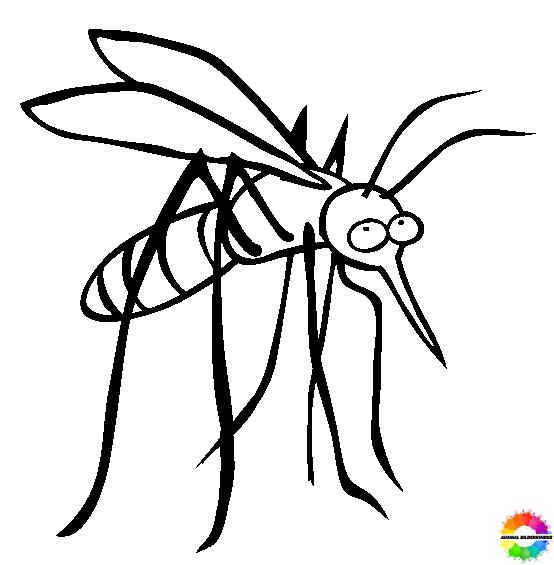 Insekten 24