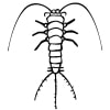 Insekten 31