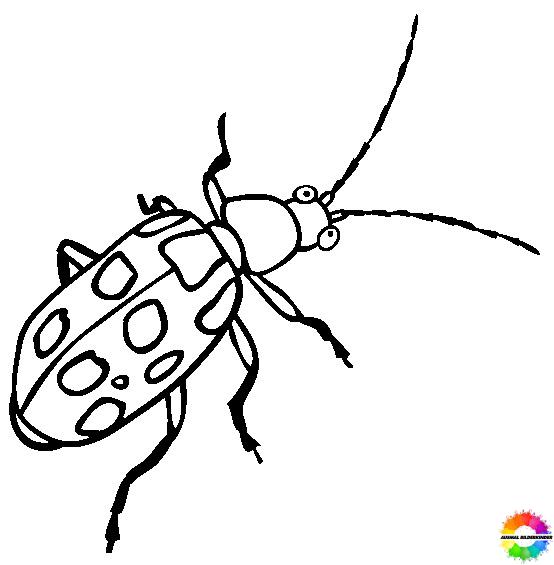 Insekten 34