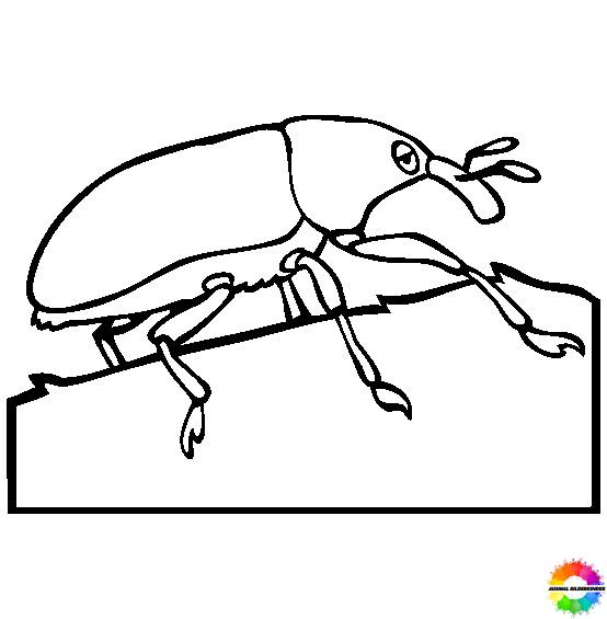 Insekten 41