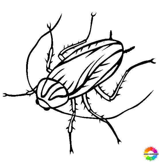 Insekten-Ausmalbilder-ausmalbilderkinder-de-43