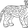 Jaguar 12