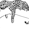 Jaguar 16