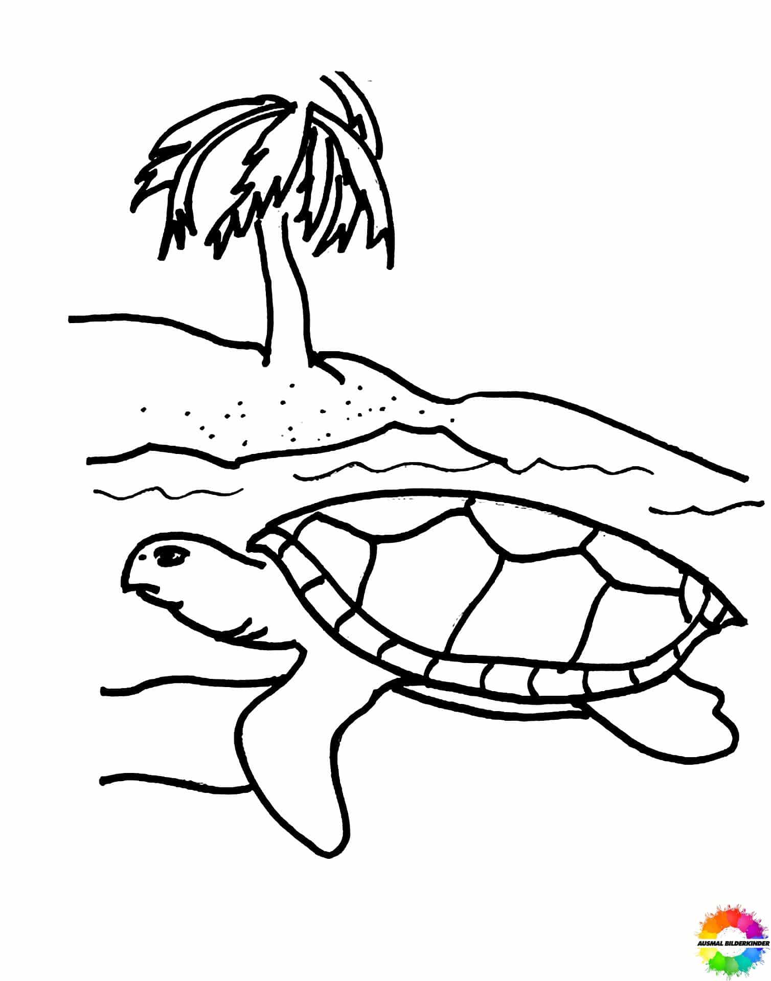 Schildkröte 3