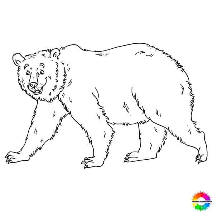 Bären 12