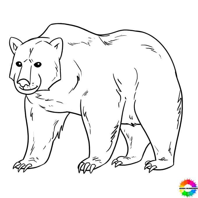 Bären 14