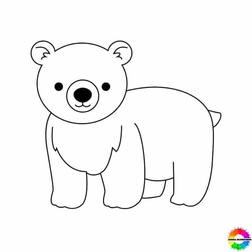 Bären 21
